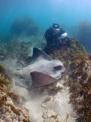 My dive buddy "jimswims" investigating a large eagle ray.
 by Cal Mero 
